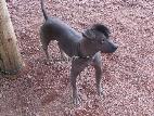 Xoloitzcuintle, cão mexicano (asteca?)