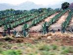Plantacões de abacaxis a perder de vista