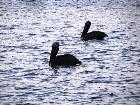 Pelicanos