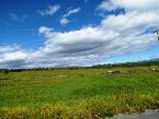 Pasto de cavalos florido