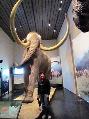 Modelo de mastodonte