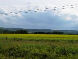 Plantação de canola