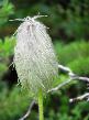 Flor estranha, lembra o Peninha