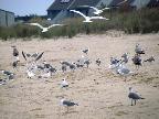 Praia de Lewes, gaivotas por todo lado