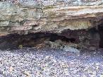 Fantastic Caverns, entrada original, descoberta por um cachorro