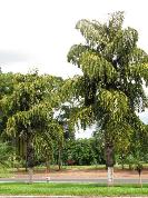 Uma palmeira diferente em Nhandeara