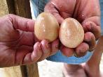 Conhece ovos de galinha de angola?