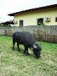 Búfalo na entrada da pousada