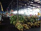 Amazonas tem muitas bananas