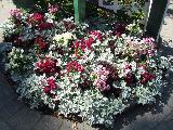 110721_vnvi_035_butchart_garden