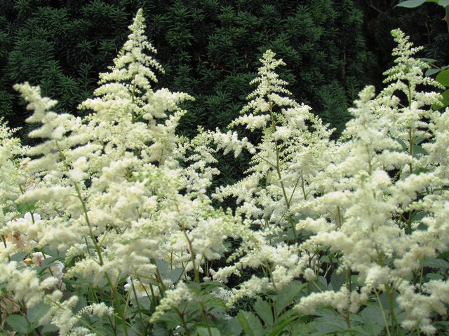 110714_plst_130_rose_test_garden