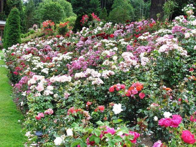 110714_plst_140_rose_test_garden