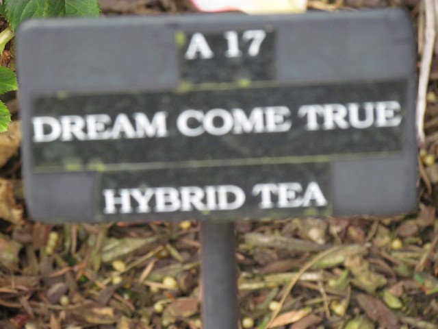 110714_plst_rosa_01b