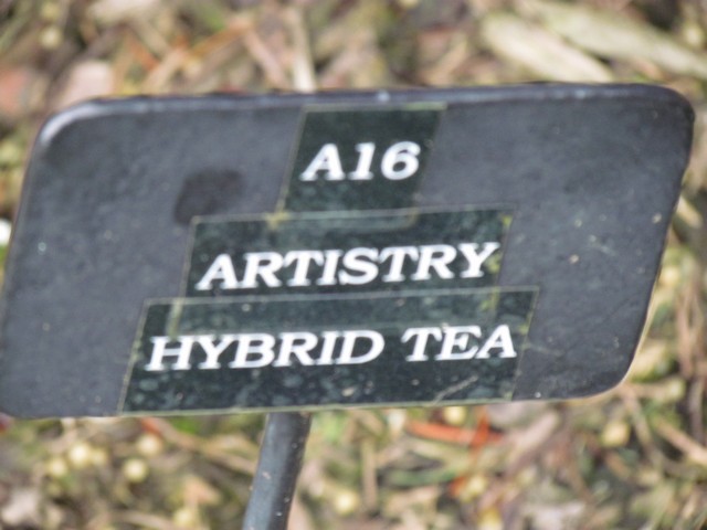 110714_plst_rosa_02a