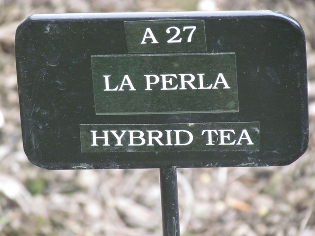 110714_plst_rosa_03a