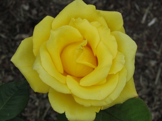 110714_plst_rosa_04a