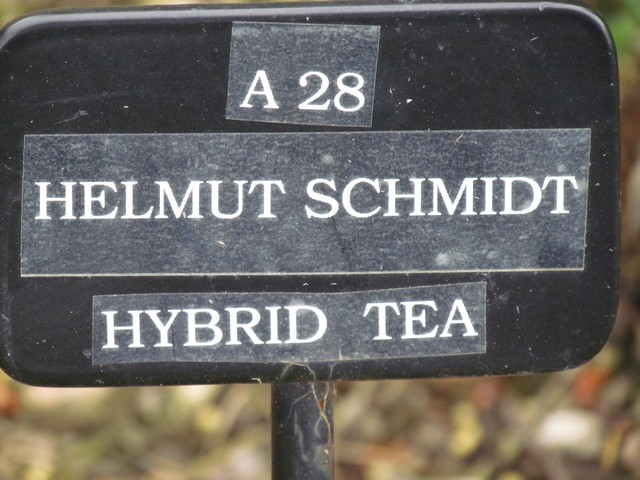 110714_plst_rosa_04b