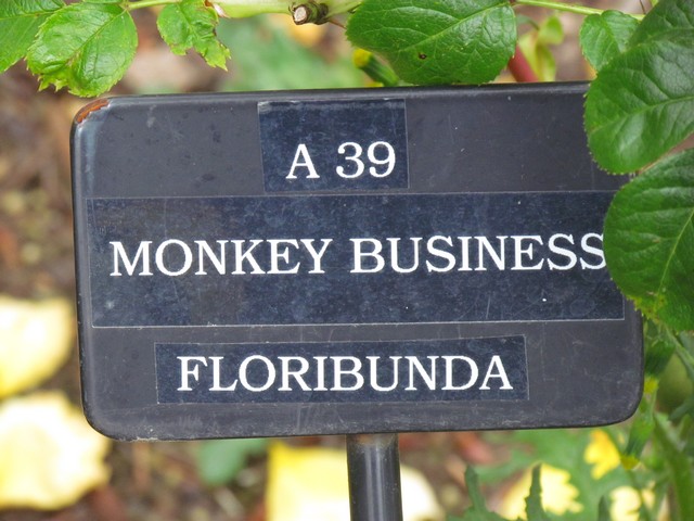 110714_plst_rosa_05a