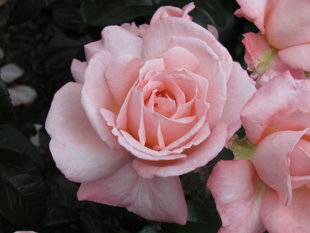 110714_plst_rosa_07a