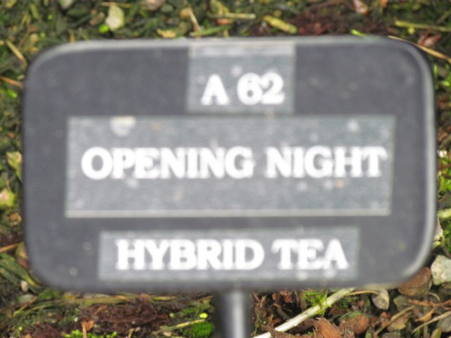 110714_plst_rosa_08a