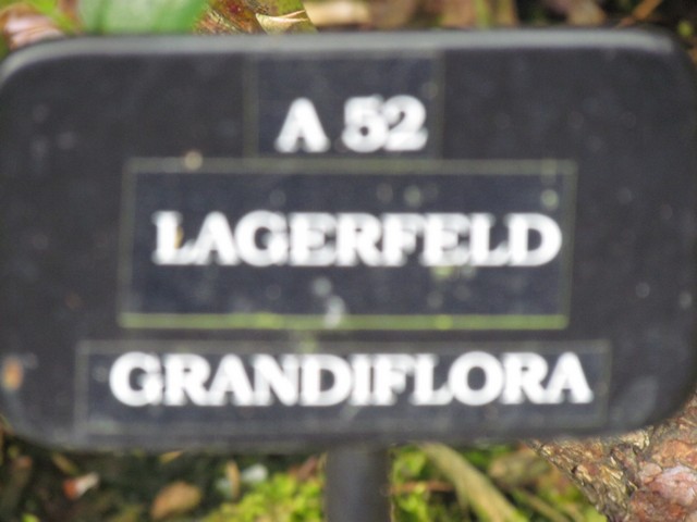 110714_plst_rosa_09a