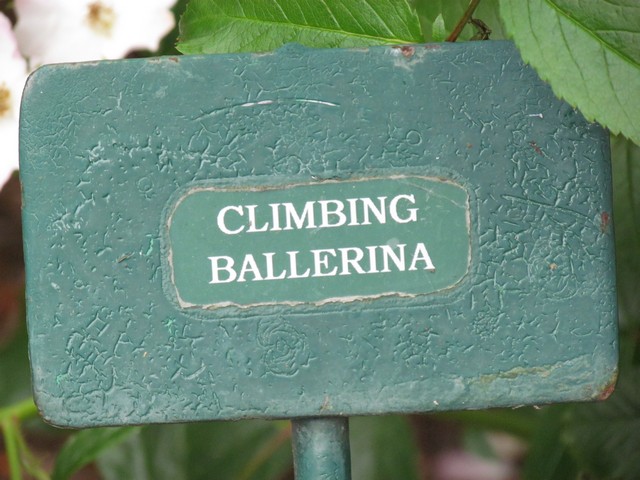 110714_plst_rosa_10a