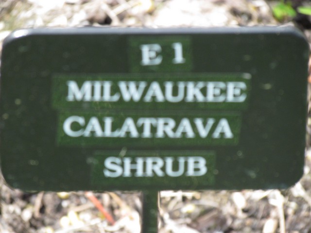 110714_plst_rosa_11a