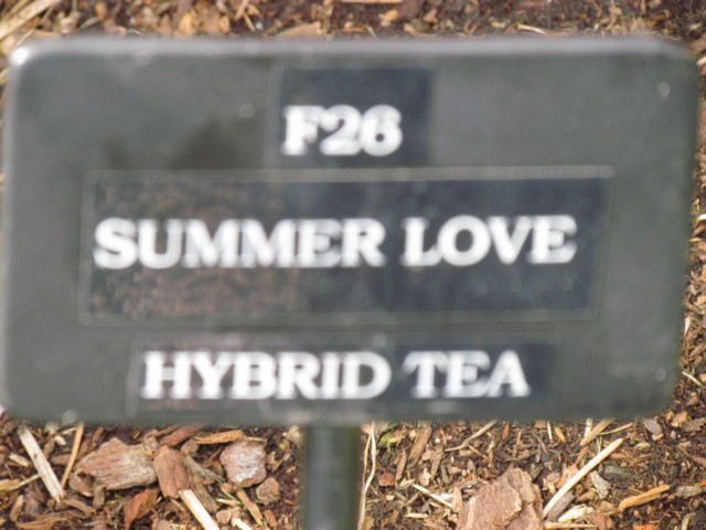 110714_plst_rosa_12a