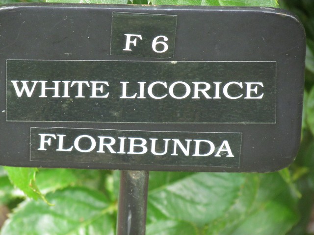 110714_plst_rosa_13a