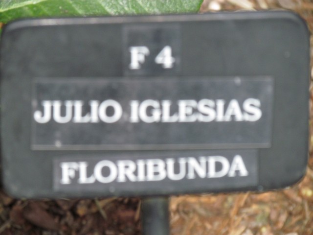 110714_plst_rosa_14a