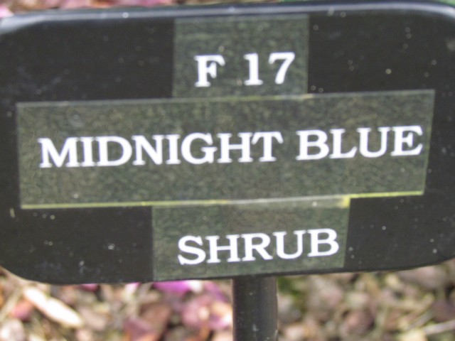 110714_plst_rosa_15a