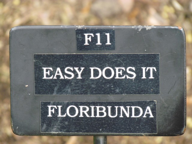 110714_plst_rosa_16a