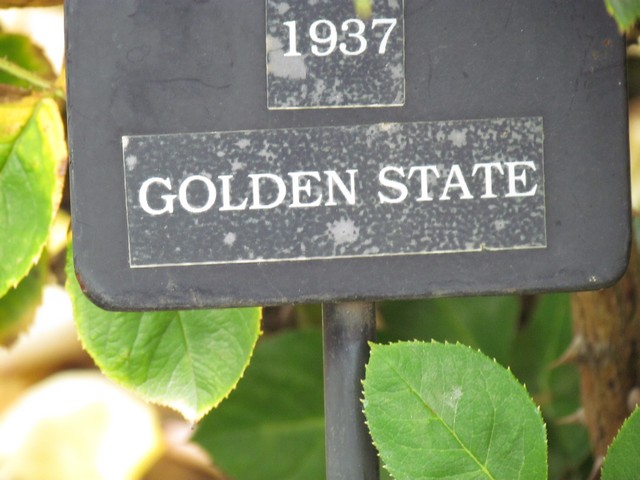 110714_plst_rosa_19a