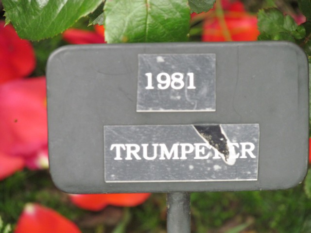 110714_plst_rosa_20a