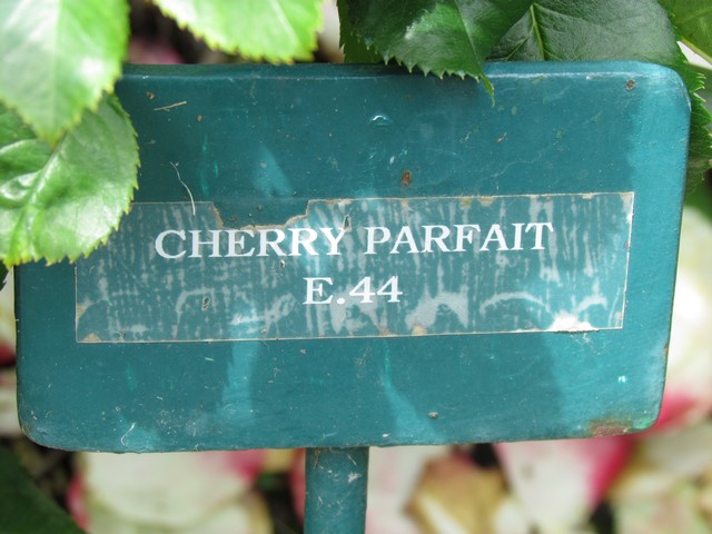 110714_plst_rosa_22a