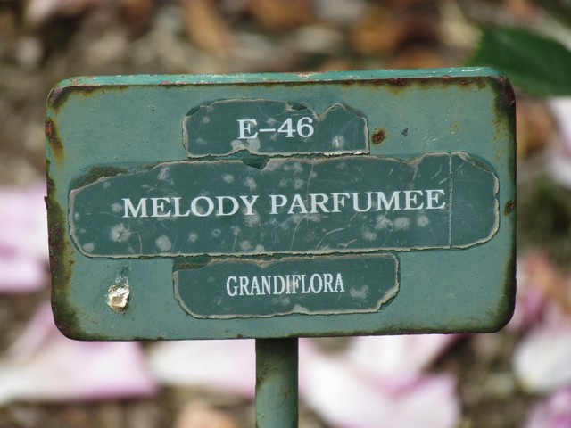 110714_plst_rosa_24a