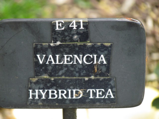 110714_plst_rosa_25a