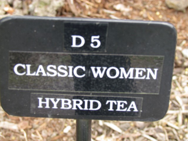 110714_plst_rosa_28a