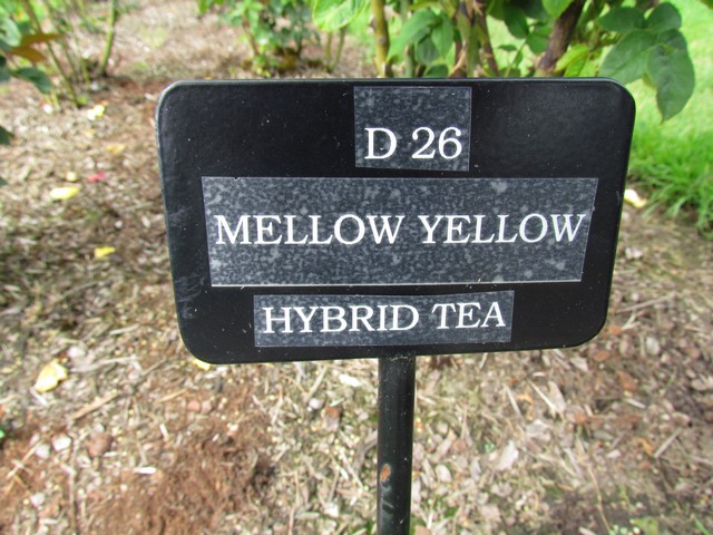 110714_plst_rosa_29a