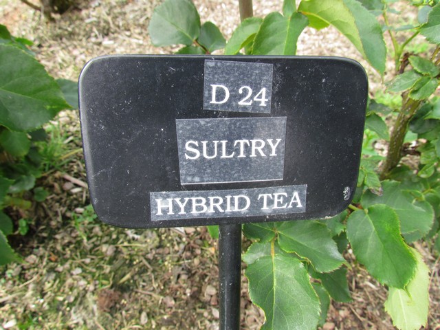 110714_plst_rosa_30a