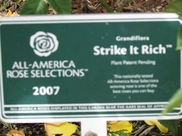 110714_plst_rosa_32a