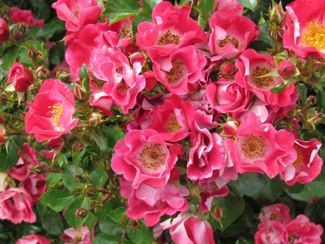 110714_plst_rosa_33a