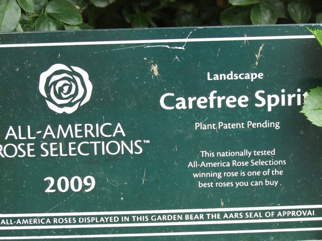 110714_plst_rosa_33b