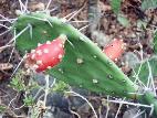 Flor de cacto no jardim da Quinta