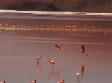 ... flamingos e ...