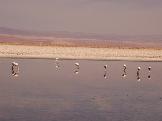 Flamingos que ...