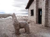 Purmamarca-Susques - llama de sal nas Salinas Grandes